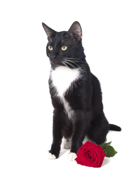 Katze mit einer Rose — Stockfoto