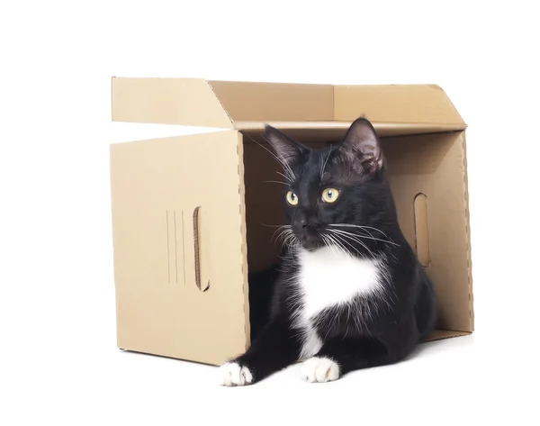 Gato en una caja — Foto de Stock