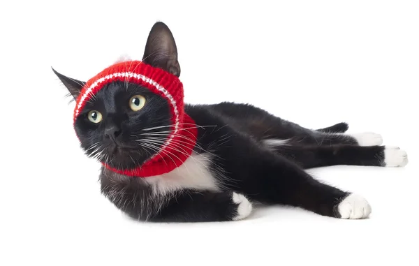 Kucing hitam di topi — Stok Foto