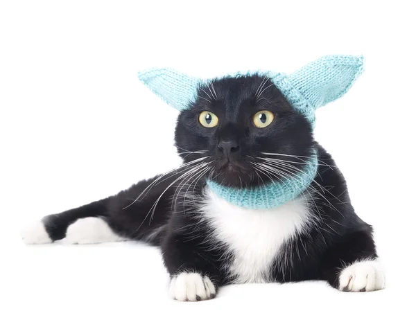 Zwarte kat in de hoed — Stockfoto