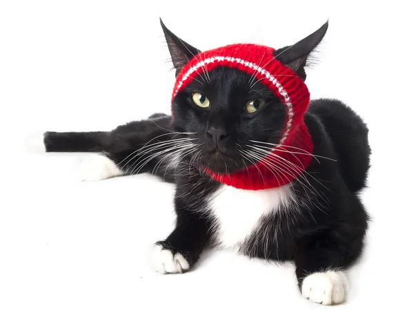 Gatto nero nel cappello Foto Stock Royalty Free