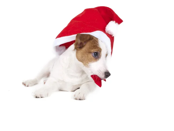 Jack Russell Terrier in the studio on a white background — Stock Photo, Image