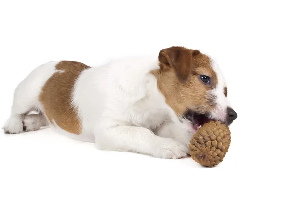 Jack Russell Terrier i studio med hvit bakgrunn – stockfoto