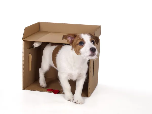 Jack Russell Terrier en studio sur fond blanc — Photo