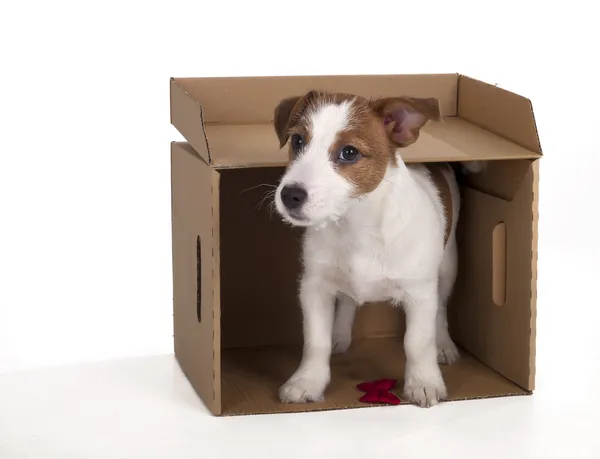 Jack Russell Terrier en studio sur fond blanc — Photo
