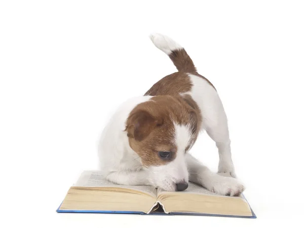 Jack Russell Terrier in studio su sfondo bianco Foto Stock