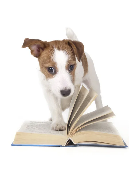 Jack Russell Terrier in studio su sfondo bianco Foto Stock