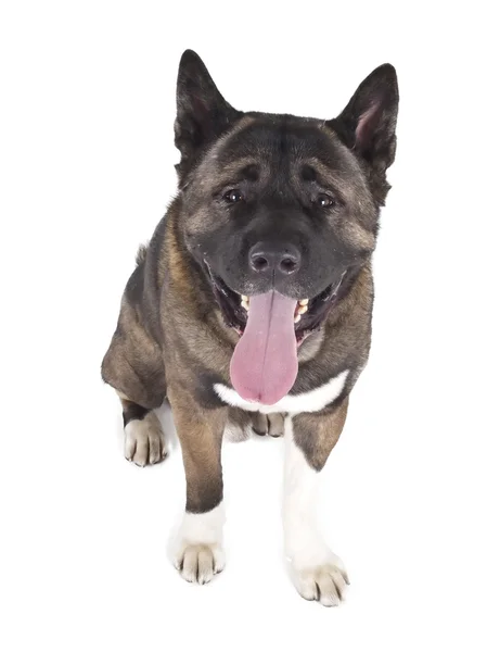 American Akita sitting in the studio — Stock Photo, Image