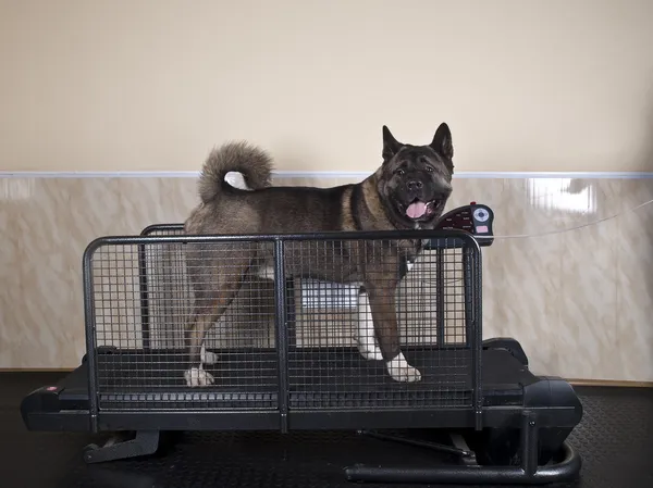 Perro en una cinta de correr en el pasillo — Foto de Stock