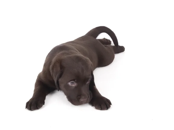 Labrador puppy — Stock Photo, Image