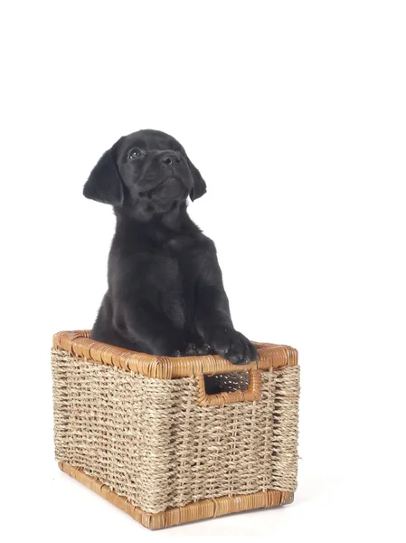 Cucciolo labrador — Foto Stock