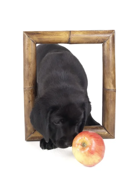 Cachorro labrador — Foto de Stock