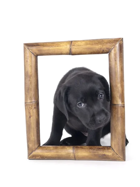 Labradorinpentu — kuvapankkivalokuva