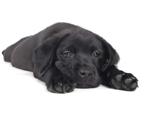 Labrador puppy — Stock Photo, Image