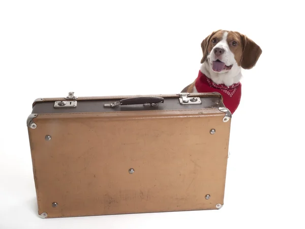 Beagle with a suitcase on a white background in studio — Stock Photo, Image