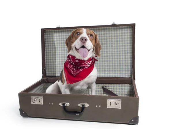 Beyaz bir arka planda Studio bavulla Beagle