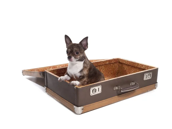 Chihuahua in a suitcase in the studio on a white background — Stock Photo, Image