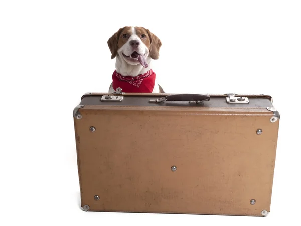 Beagle with a suitcase on a white background in studio — Stock Photo, Image