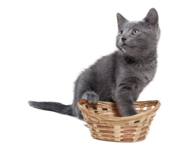 Studio beyaz zemin üzerinde bir sepet içinde kedi