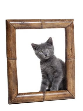 Beyaz bir arka planda Studio çerçeve içinde kedi