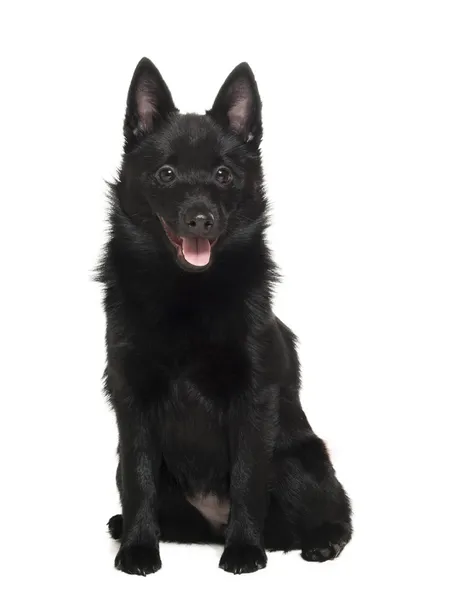 Schipperke in the studio on a white background — Stock Photo, Image