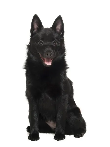 Schipperke beyaz bir arka plan üzerinde Studio