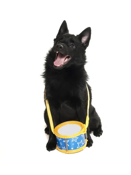 Schipperke in the studio on a white background — Stock Photo, Image