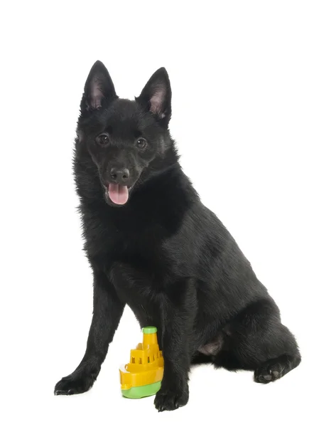 Schipperke beyaz bir arka plan üzerinde Studio