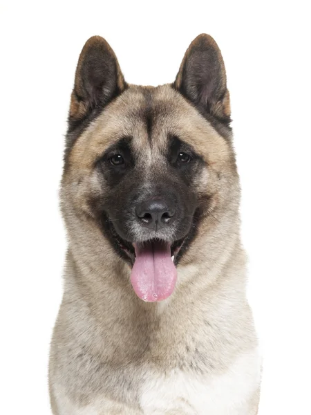 American Akita on a white background in studio — Stock Photo, Image