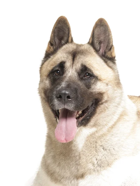 Studio beyaz zemin üzerine Amerikan akita