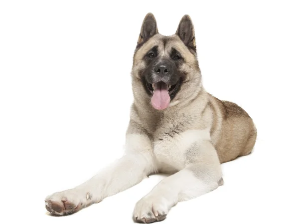 American Akita sobre fondo blanco en estudio — Foto de Stock