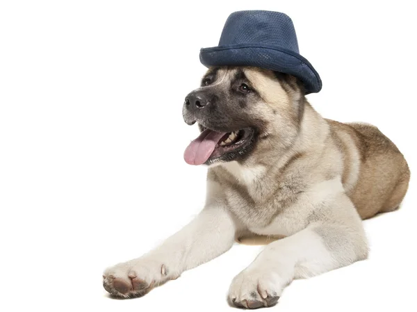 American Akita em um chapéu em um fundo branco no estúdio — Fotografia de Stock