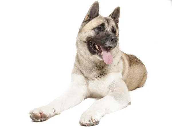 Amerikanische akita auf weißem hintergrund im studio — Stockfoto