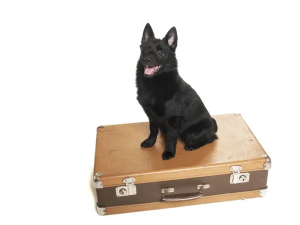 Schipperke beyaz bir arka plan üzerinde Studio