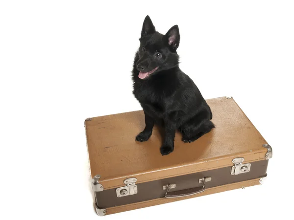 Schipperke en el estudio sobre un fondo blanco — Foto de Stock