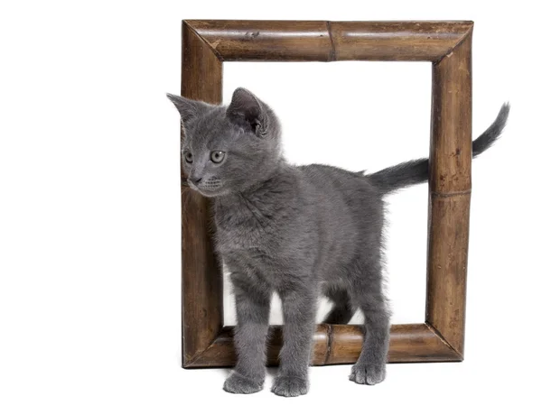 Beyaz bir arka planda Studio çerçeve içinde kedi