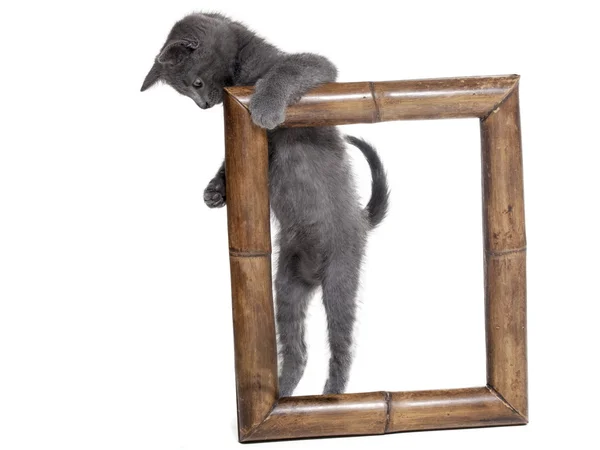 Gato en un marco sobre un fondo blanco en el estudio — Foto de Stock