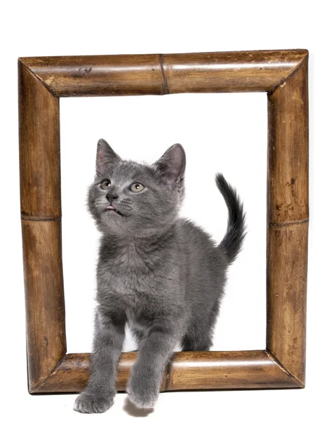Kat in een frame op een witte achtergrond in studio — Stockfoto