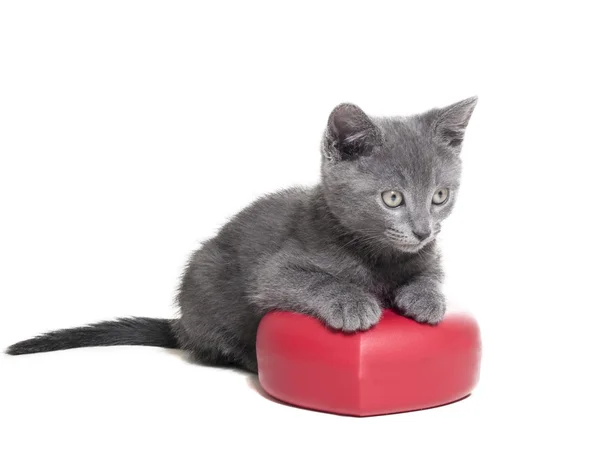 Een kat met een hart op een witte achtergrond in studio — Stockfoto