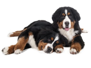 nın sennenhund Studio, iki puppi beyaz bir arka plan üzerinde