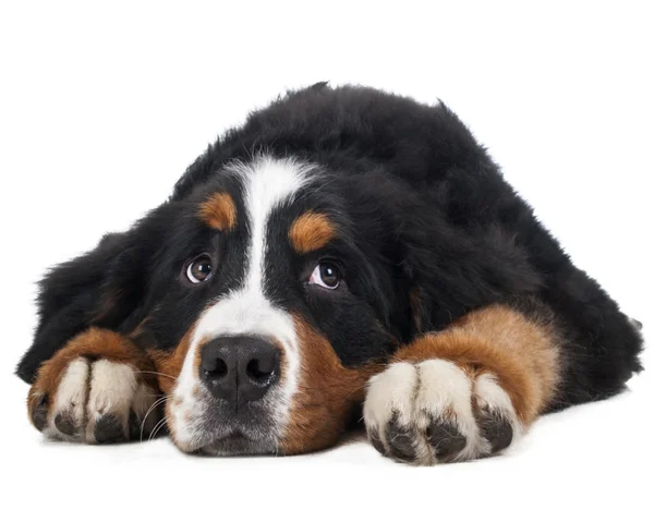 Berner Sennenhond op een witte achtergrond in de studio, triest hond — Stockfoto