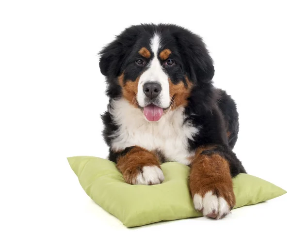 Berner Sennenhond op een witte achtergrond in de studio op een bed — Stockfoto