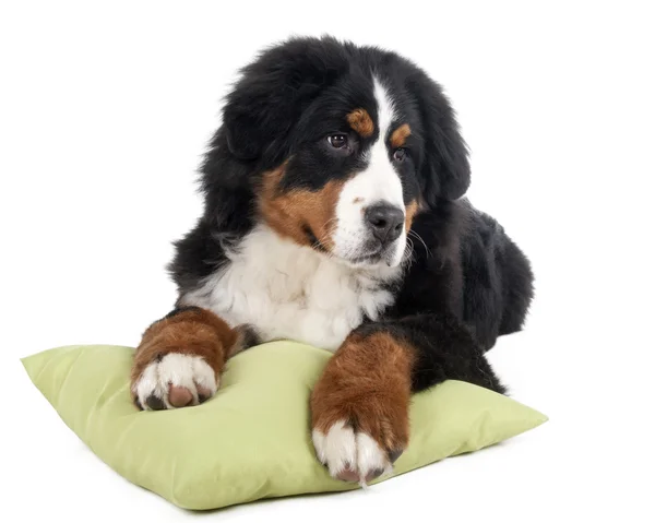 nın sennenhund beyaz bir arka planda bir yatakta Studio