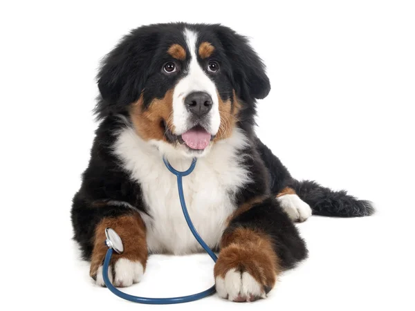 Berner Sennenhund em um fundo branco no estúdio, cão triste — Fotografia de Stock