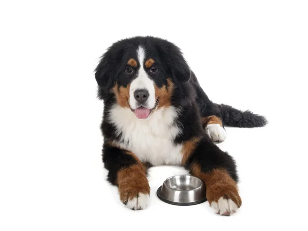 Berner Sennenhond op een witte achtergrond in de studio met een boog — Stockfoto