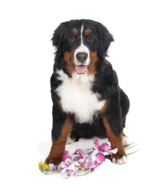 nın sennenhund beyaz bir arka plan üzerinde Studio