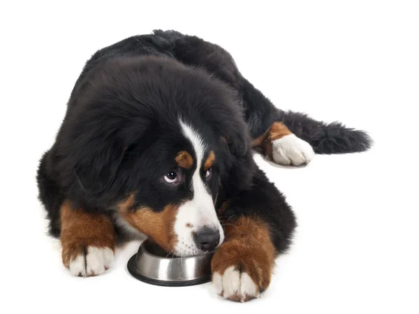 Berner Sennenhund on a white background in the studio with a bow Stock Picture