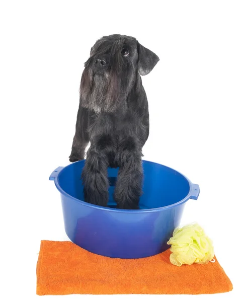 Schnauzer in a basin with a towel on white background in studio — Stock Photo, Image