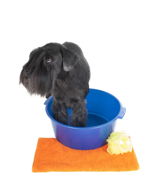 Schnauzer in a basin with a towel on white background in studio — Stock Photo, Image