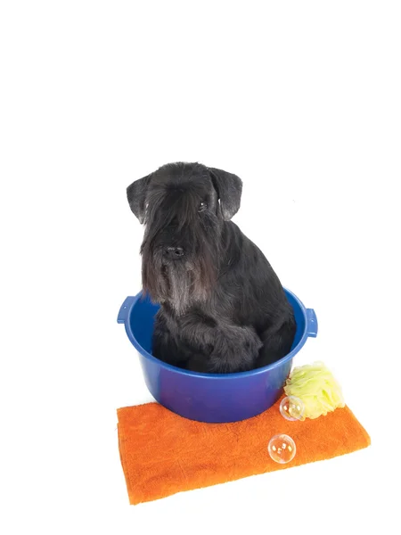 Schnauzer dans un lavabo avec une serviette sur fond blanc en studio — Photo